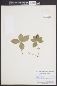 Cornus canadensis image