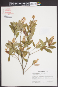 Cliftonia monophylla image