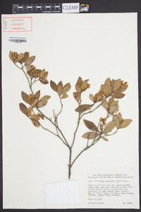 Cliftonia monophylla image