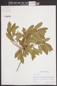 Cyrilla racemiflora image