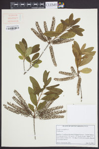 Cyrilla racemiflora image