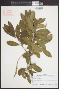 Cyrilla racemiflora image