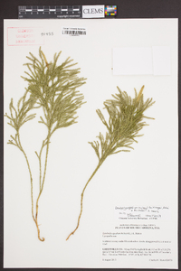 Dendrolycopodium hickeyi image