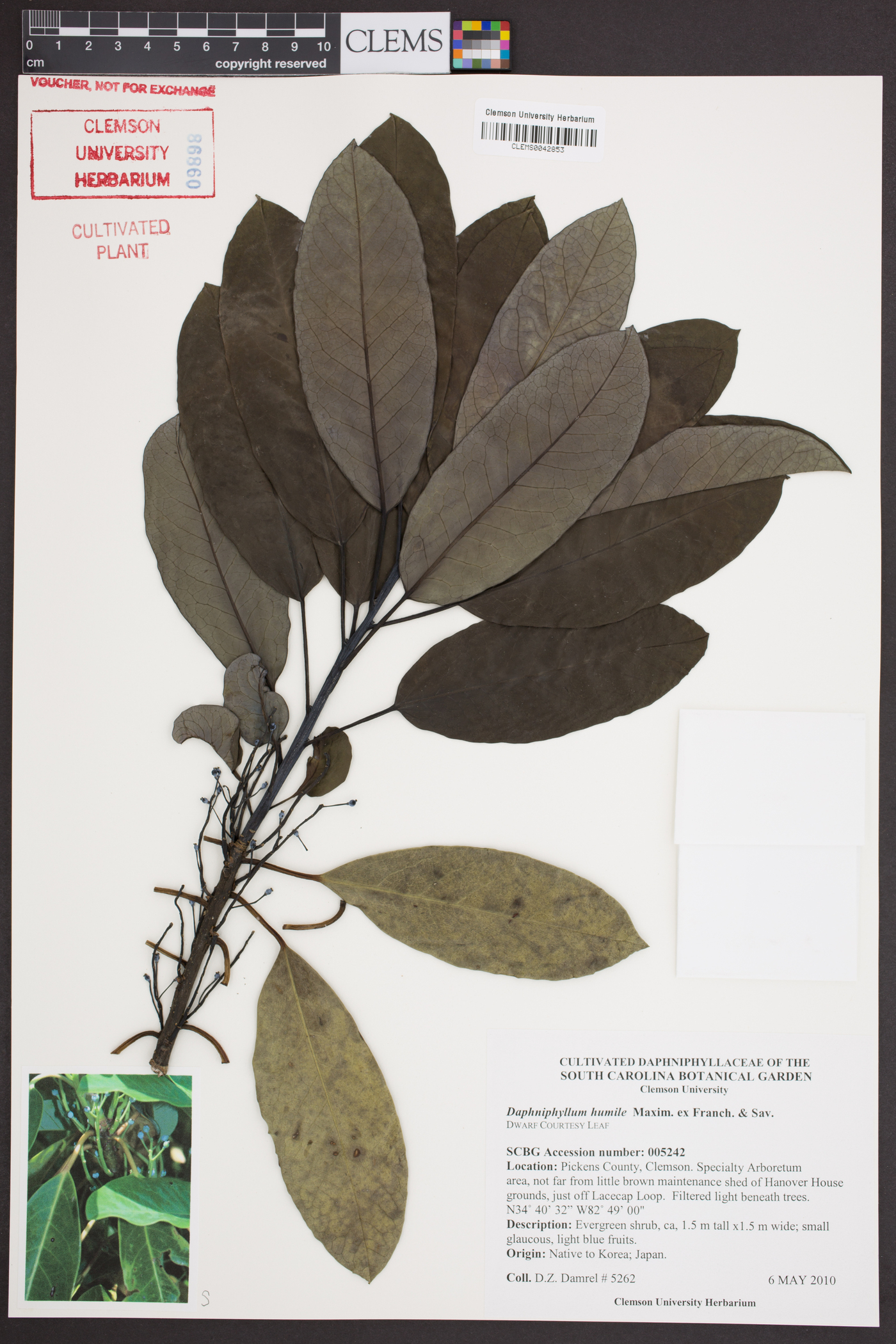 Daphniphyllum macropodum var. humile image
