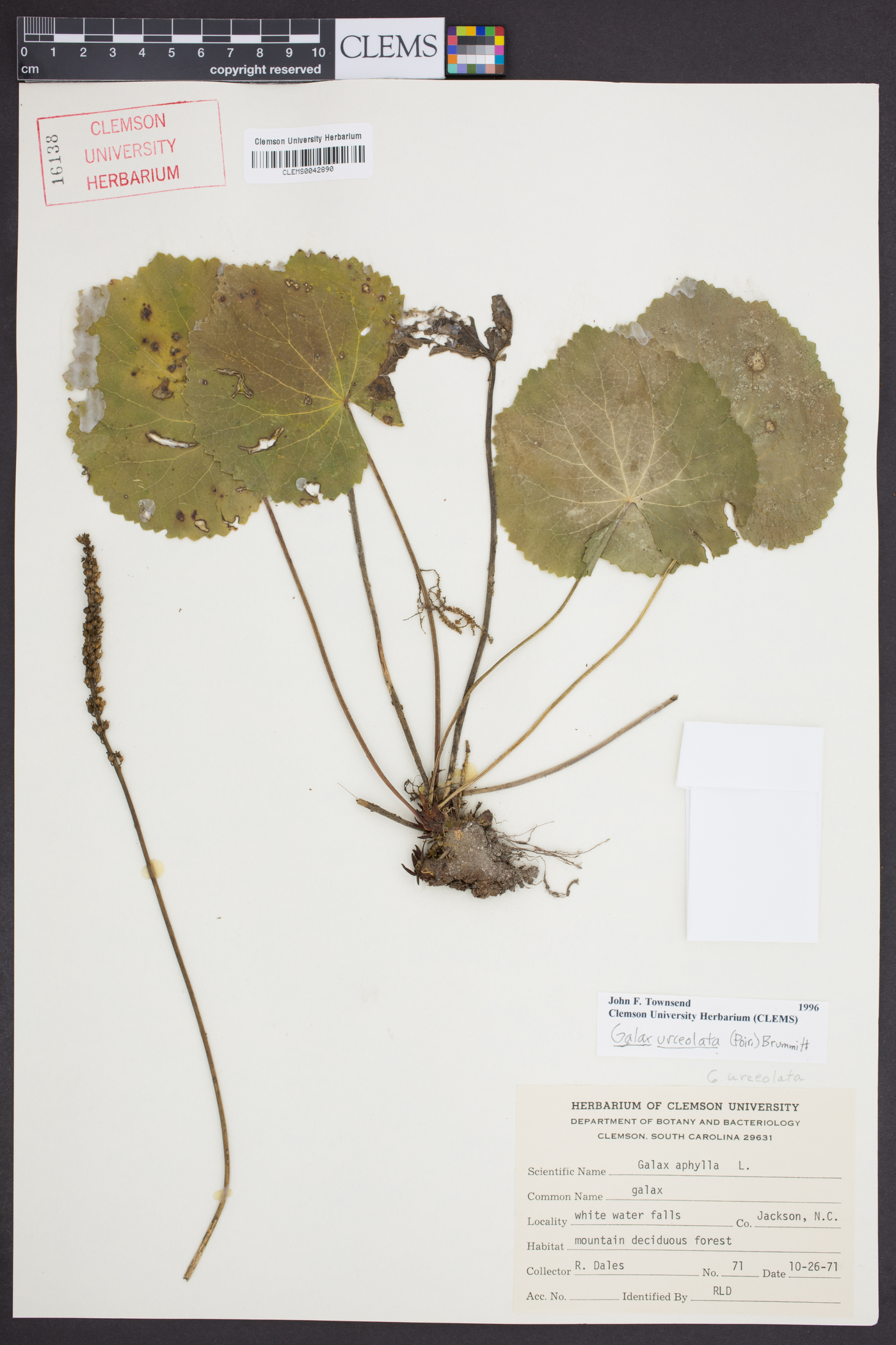 Galax urceolata image