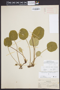 Shortia galacifolia image