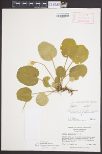 Shortia galacifolia image