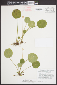 Shortia galacifolia image