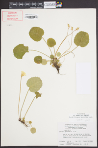 Shortia galacifolia image