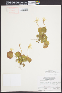 Shortia galacifolia image