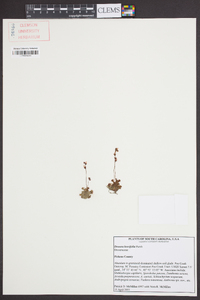 Drosera brevifolia image