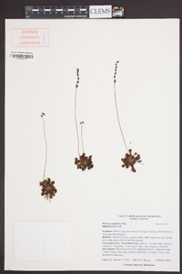 Drosera capillaris image