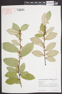 Elaeagnus pungens image