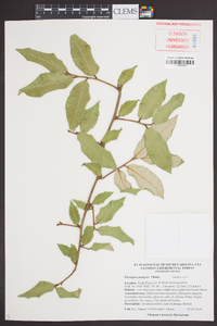 Elaeagnus pungens image