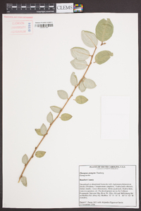 Elaeagnus pungens image