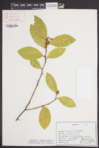 Elaeagnus pungens image