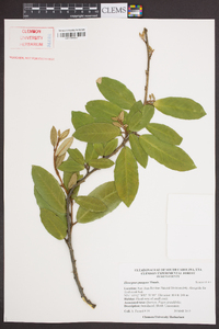 Elaeagnus pungens image