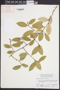 Elaeagnus pungens image