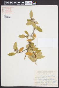 Elaeagnus pungens image