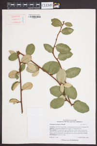 Elaeagnus pungens image