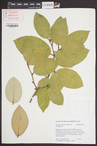 Elaeagnus pungens image