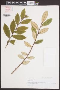 Elaeagnus pungens image