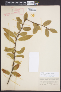 Elaeagnus pungens image