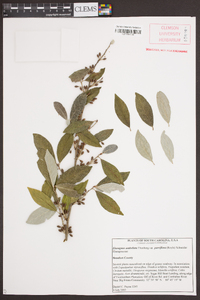 Elaeagnus umbellata image