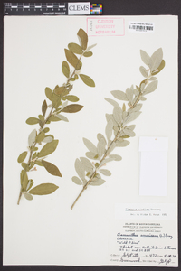 Elaeagnus umbellata image