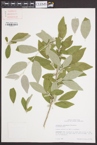 Elaeagnus umbellata image