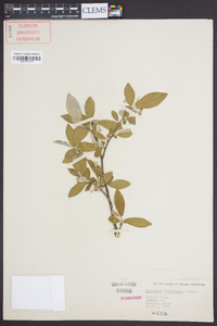 Elaeagnus umbellata image