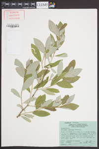 Elaeagnus umbellata image