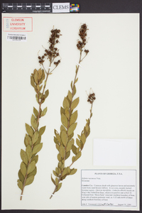 Bejaria racemosa image