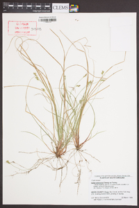 Carex emmonsii image