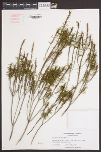 Ceratiola ericoides image