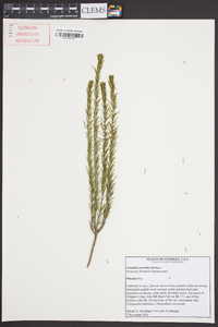 Ceratiola ericoides image