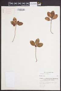 Gaultheria procumbens image