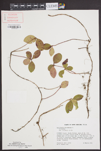 Gaultheria procumbens image