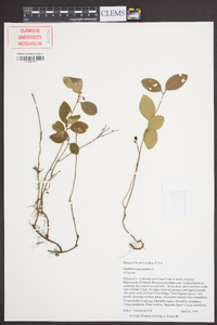 Gaultheria procumbens image