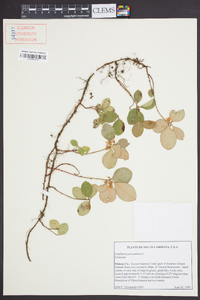 Gaultheria procumbens image