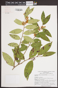 Leucothoe axillaris image