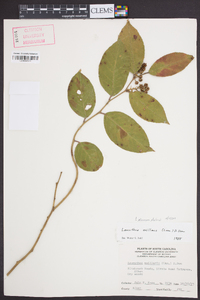 Leucothoe axillaris image