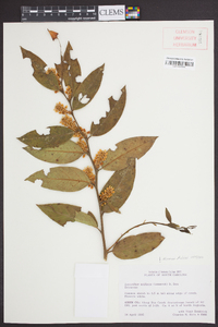 Leucothoe axillaris image