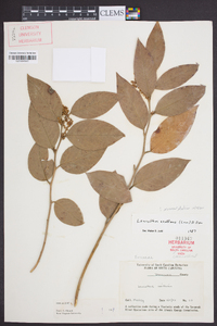 Leucothoe axillaris image