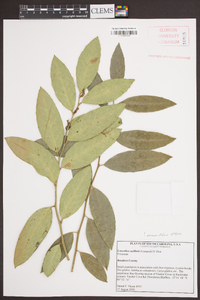 Leucothoe axillaris image