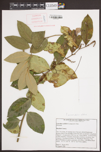 Leucothoe axillaris image