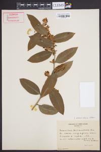 Leucothoe axillaris image