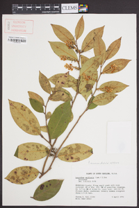 Leucothoe axillaris image