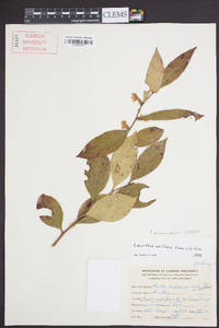 Leucothoe axillaris image