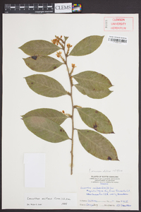 Leucothoe axillaris image